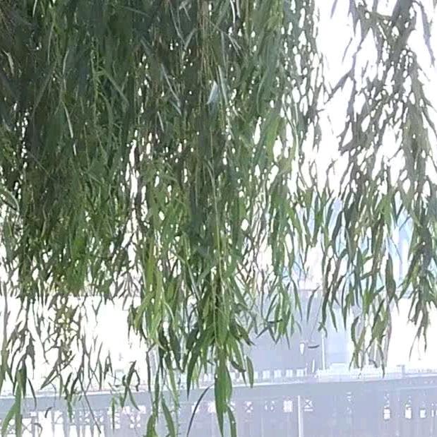 冥蝣
