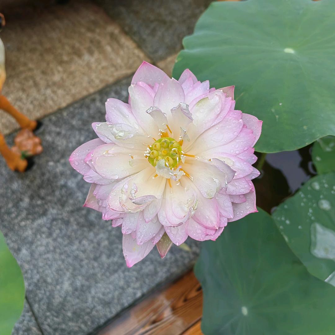 源瑀宸漪