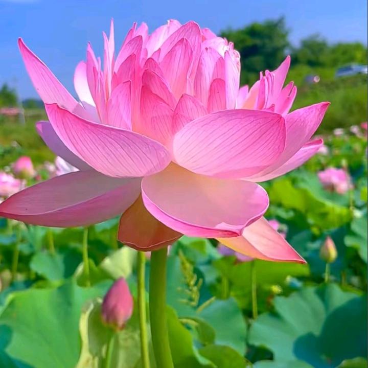 🌺美好人生🌺