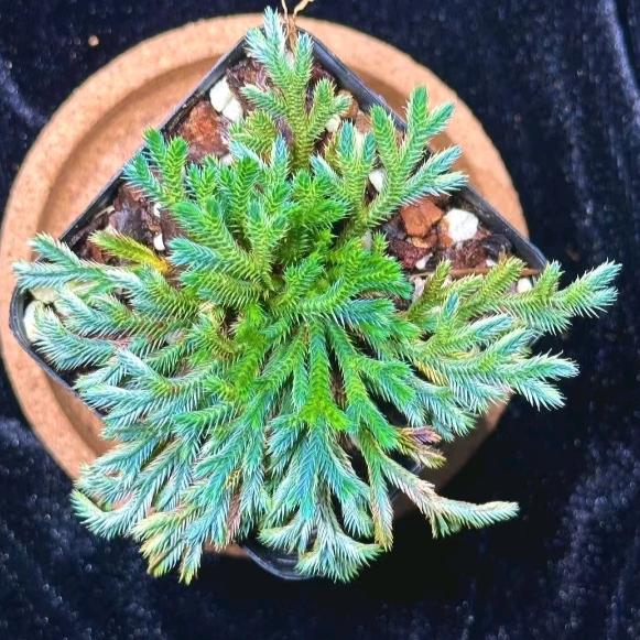 小耗子（爱喝瑞幸）