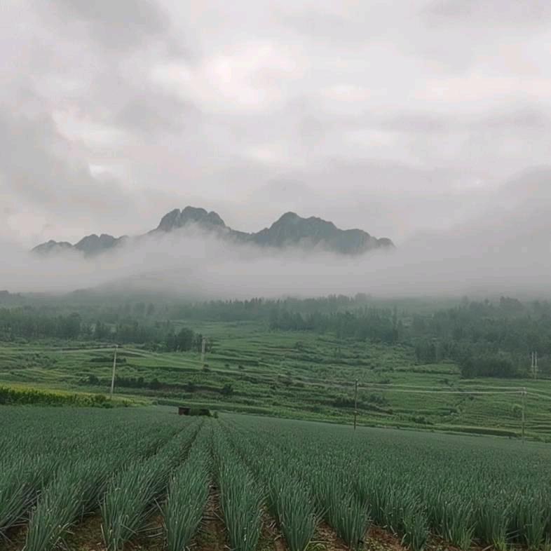 张程扬