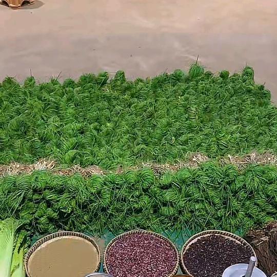 d大洋芋