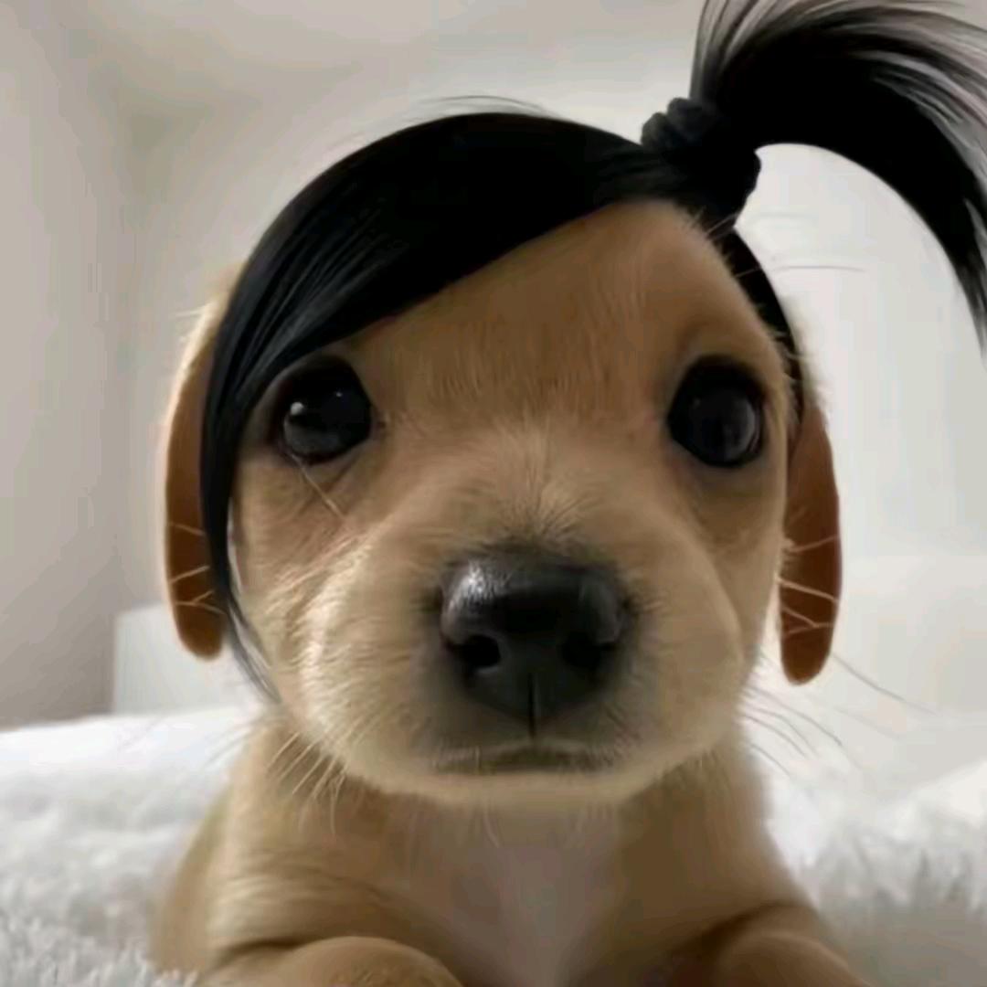 闲鱼