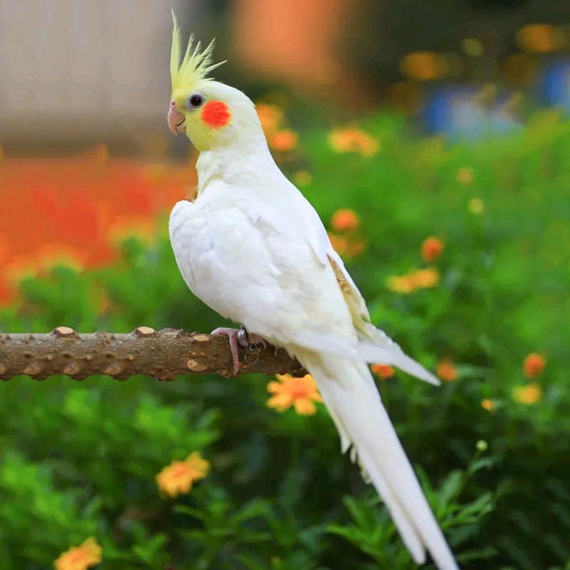 玄凤手养半毛鹦鹉