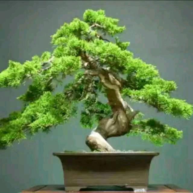 小草2024