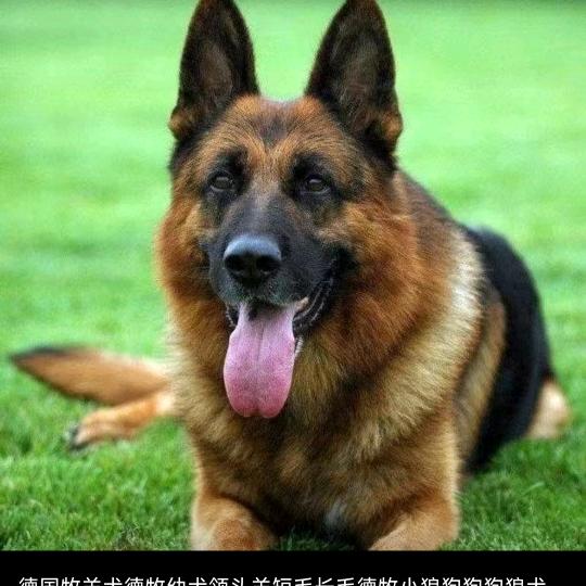 独客