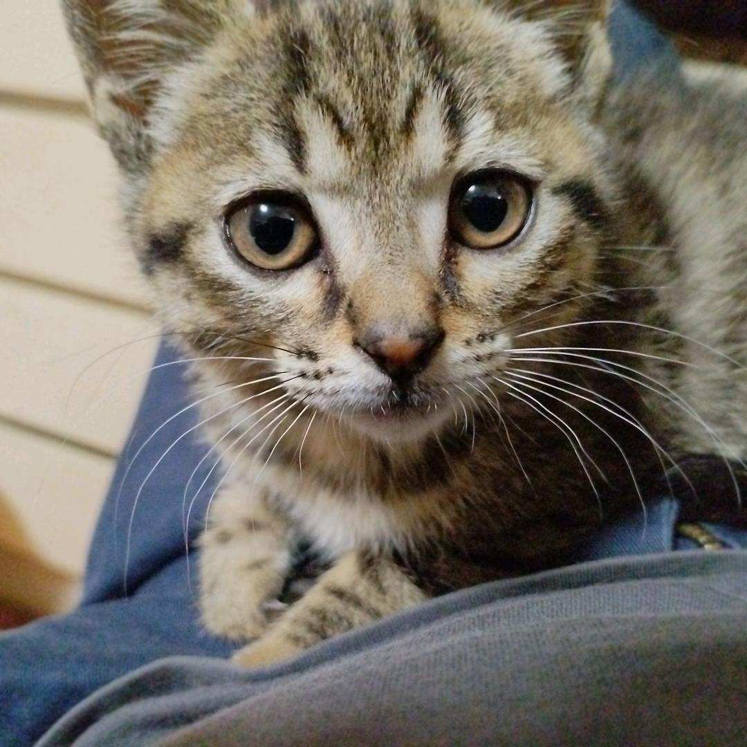 猫猫乐（狸花猫）