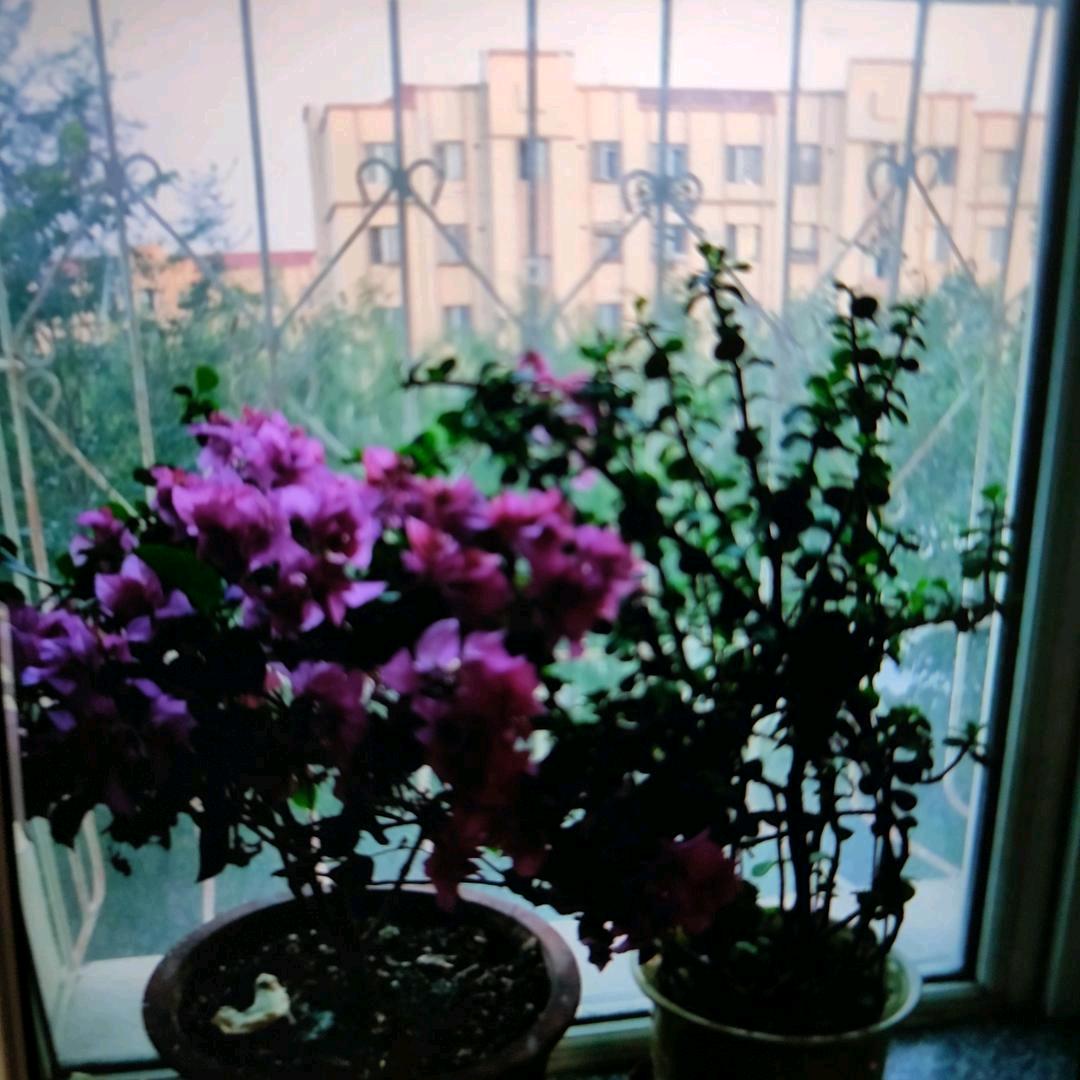 王