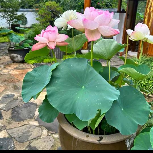 花开半夏爱种菜