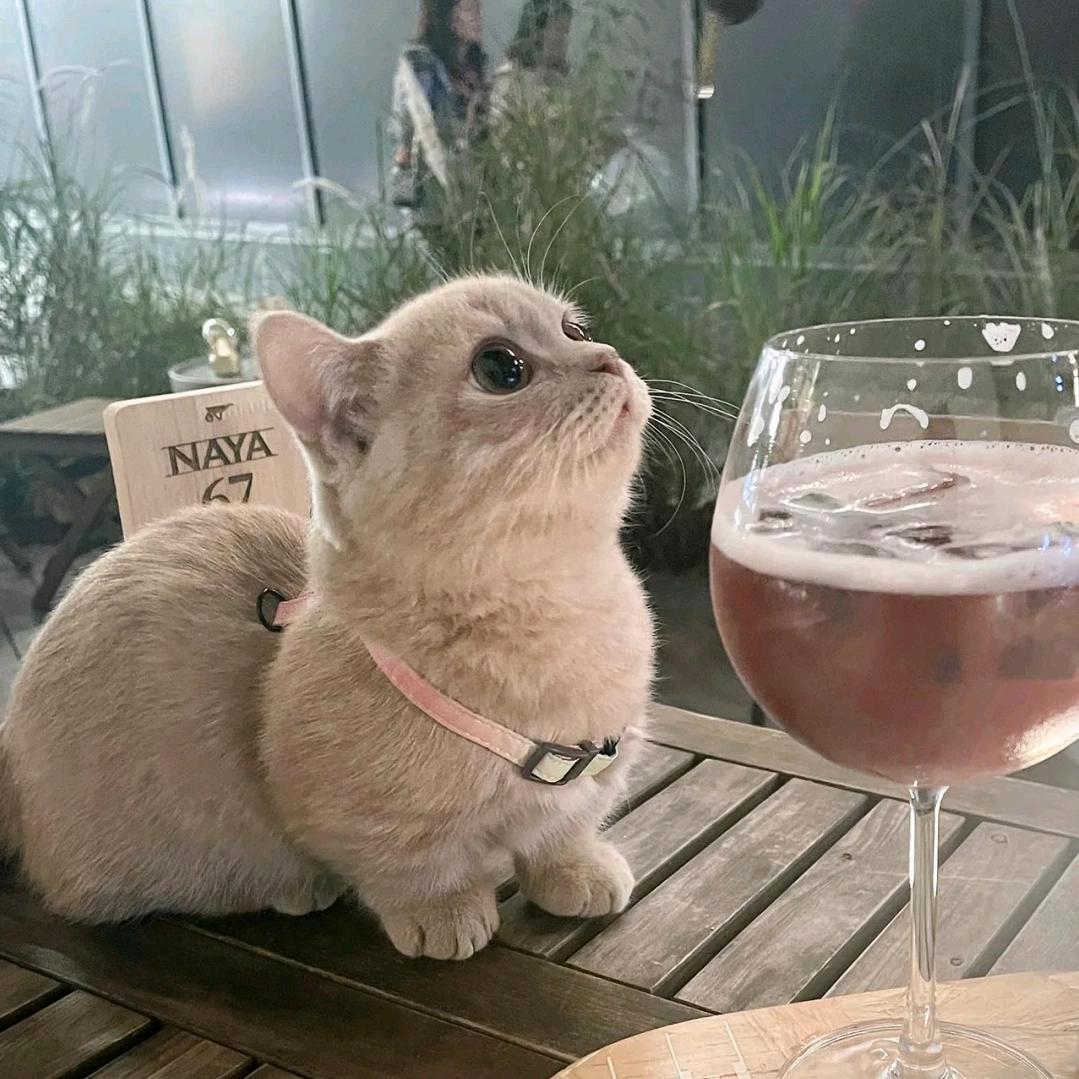 大熊猫（好游）