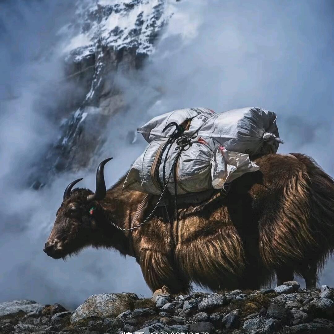 霍尔塔塔