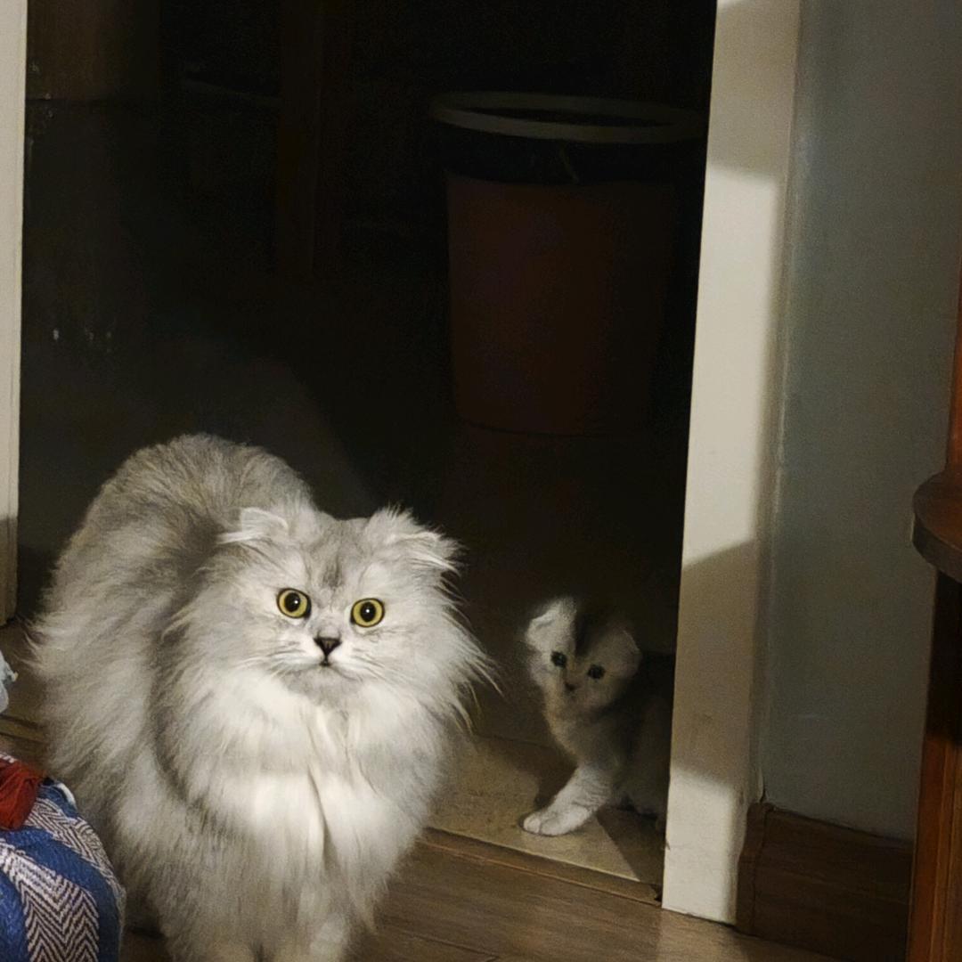 怂怂是猫大王