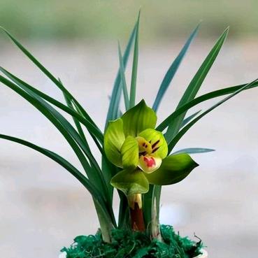 吾本谦诚¹³¹⁴（致敬刀郎）