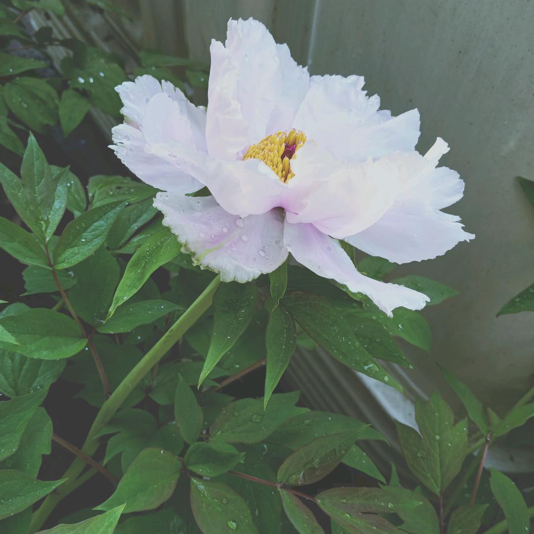 ♥胡～胡～胡♥