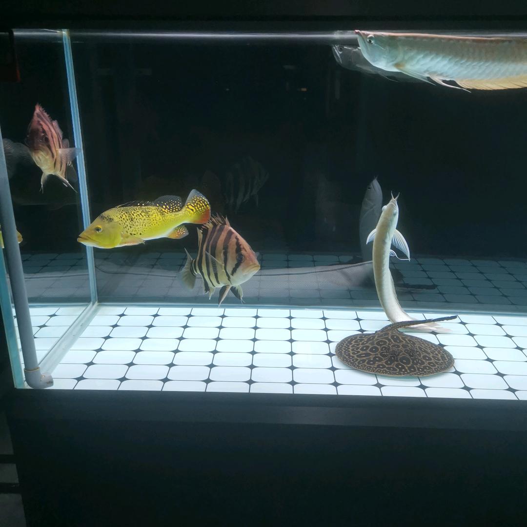 淡淡烟草味 文哥