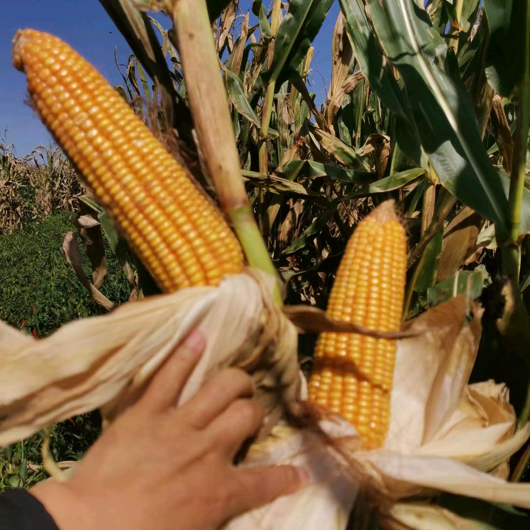 瑞丰隆富县服务站铁蛋