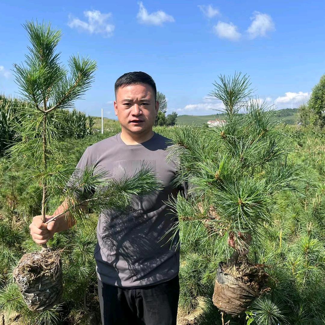 小丁和树苗