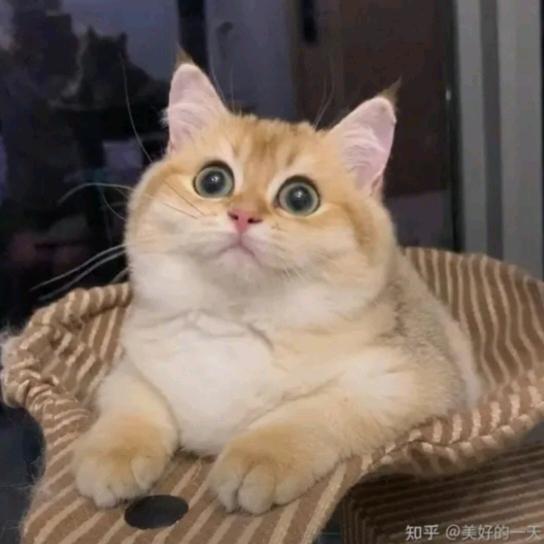 雁归（谢谢关注和支持）