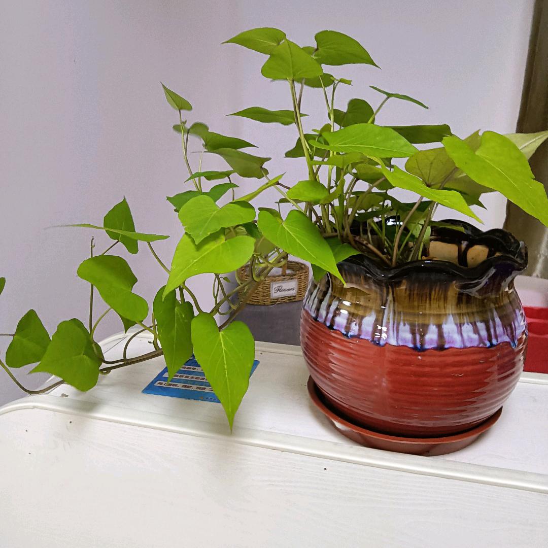 三代无血缘关系