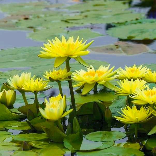 斗门香水莲花基地