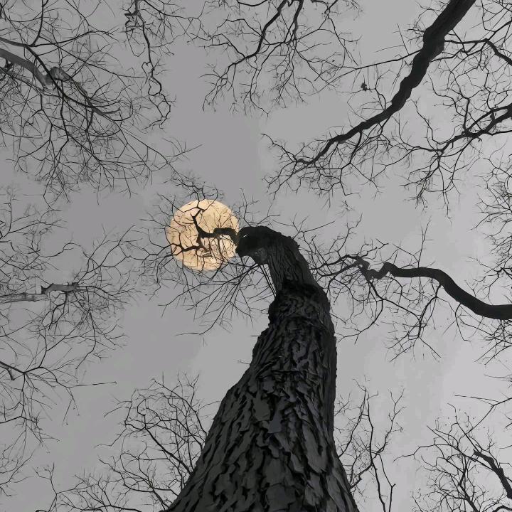 林深色不晚