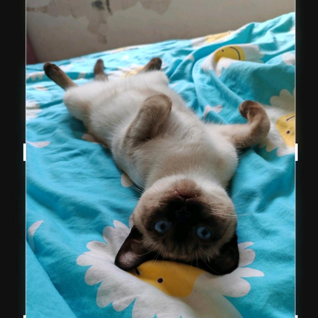 毛小欠是只猫