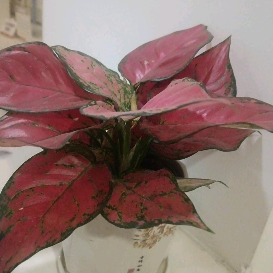 秀秀专业家政带做红娘乐安县