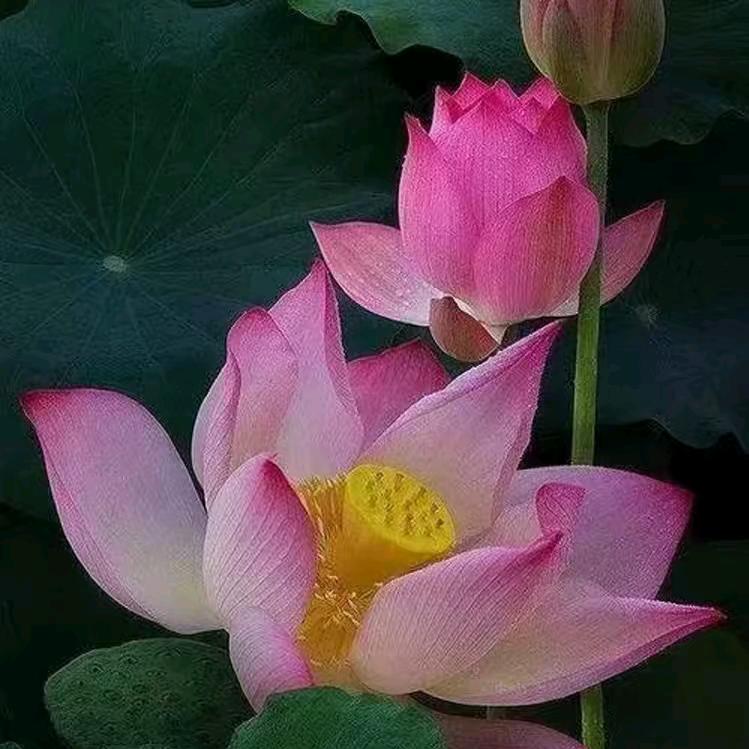 王记扎彩店（常年招收学员）