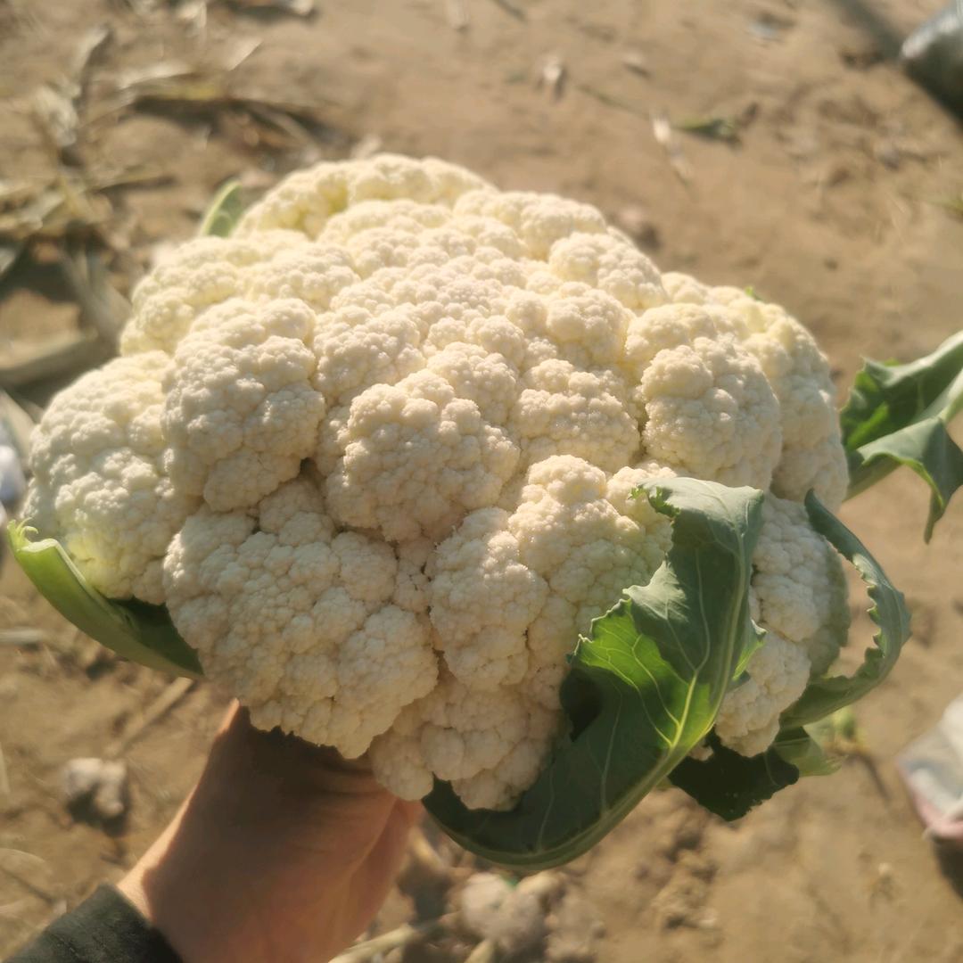 拾忆.种植