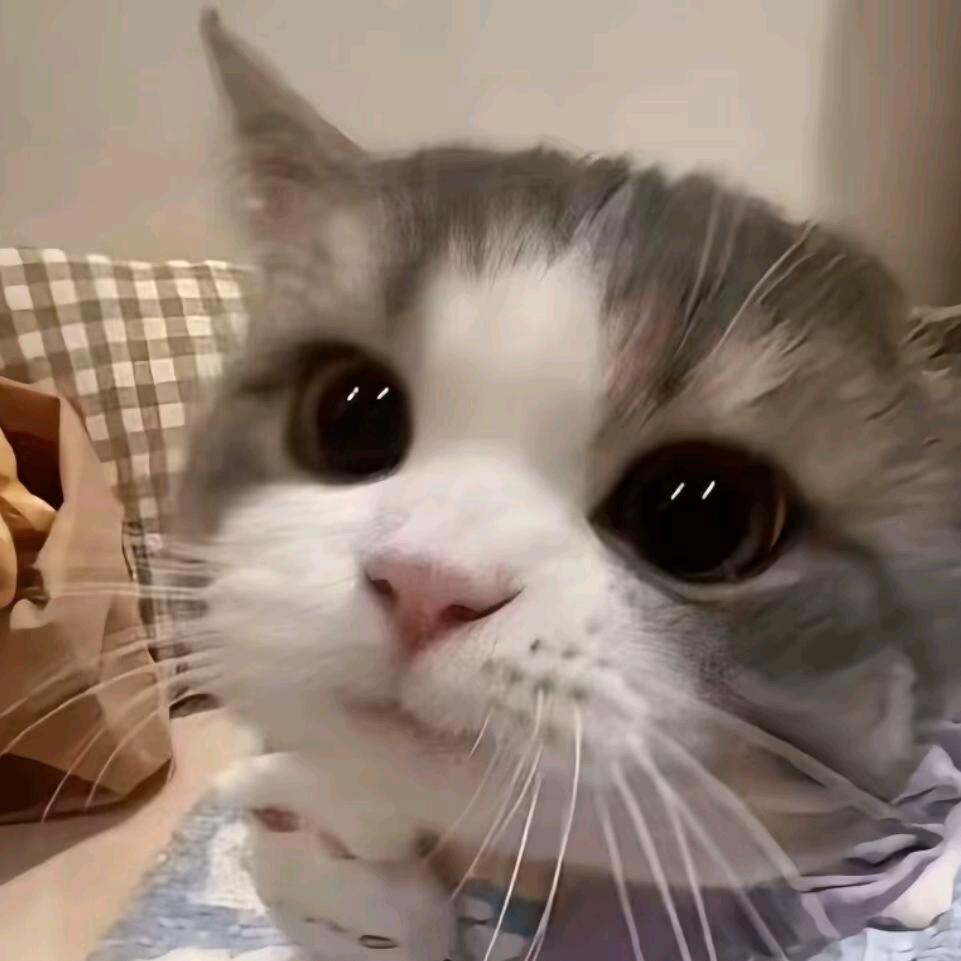 梨花落春不雨