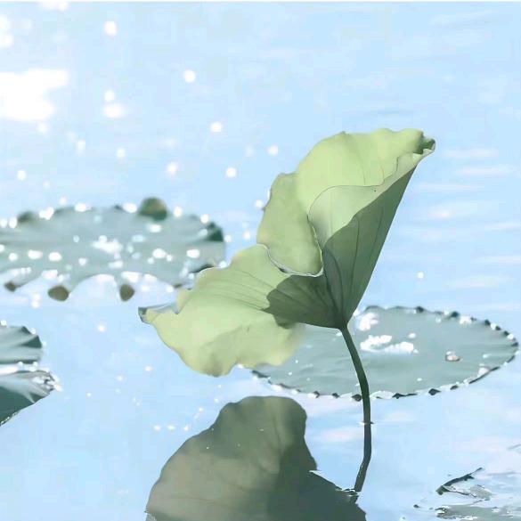 荷气生财