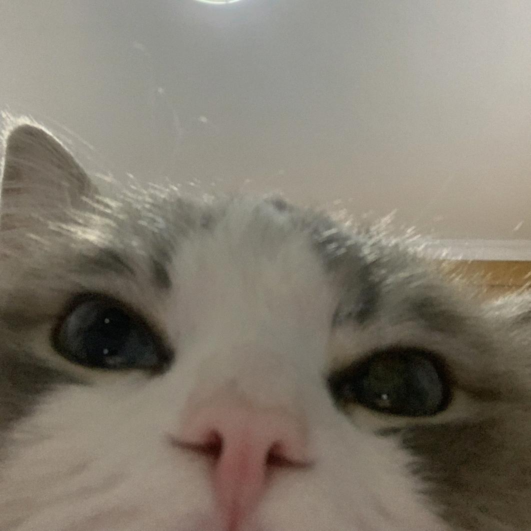 酷酷大猫猫