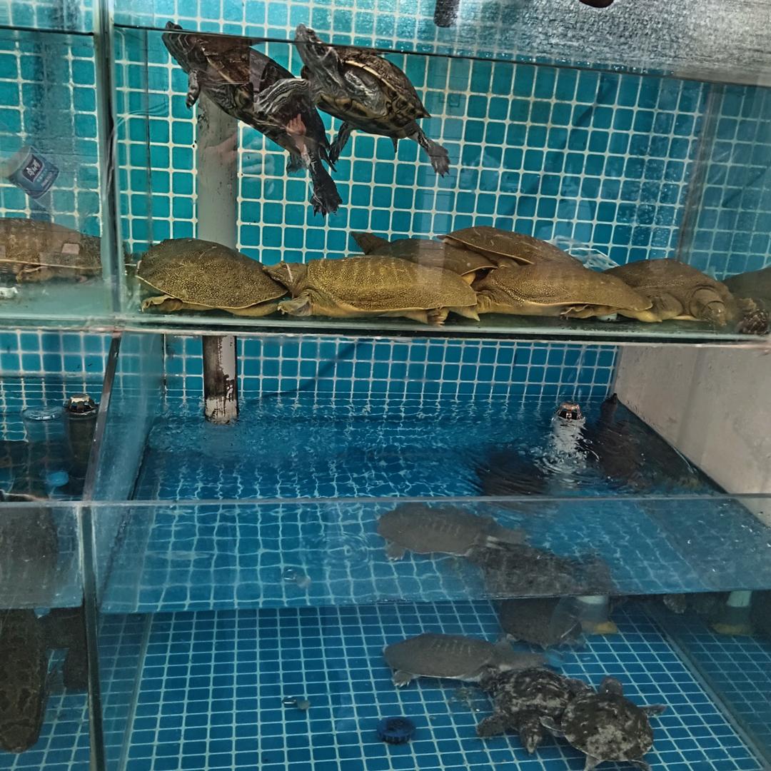 赵俊红