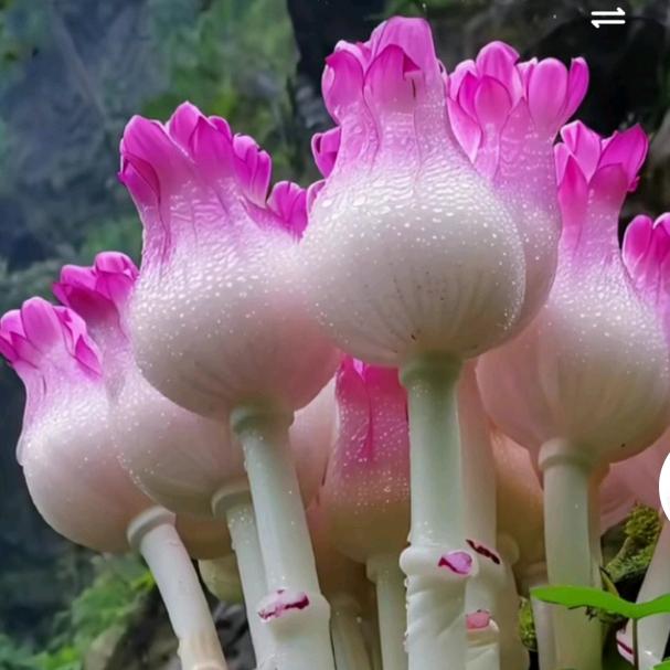 ꧔ꦿ℘八💞᭄᪲ᩚ꯭ᩚ姑娘꧔ꦿ᭄