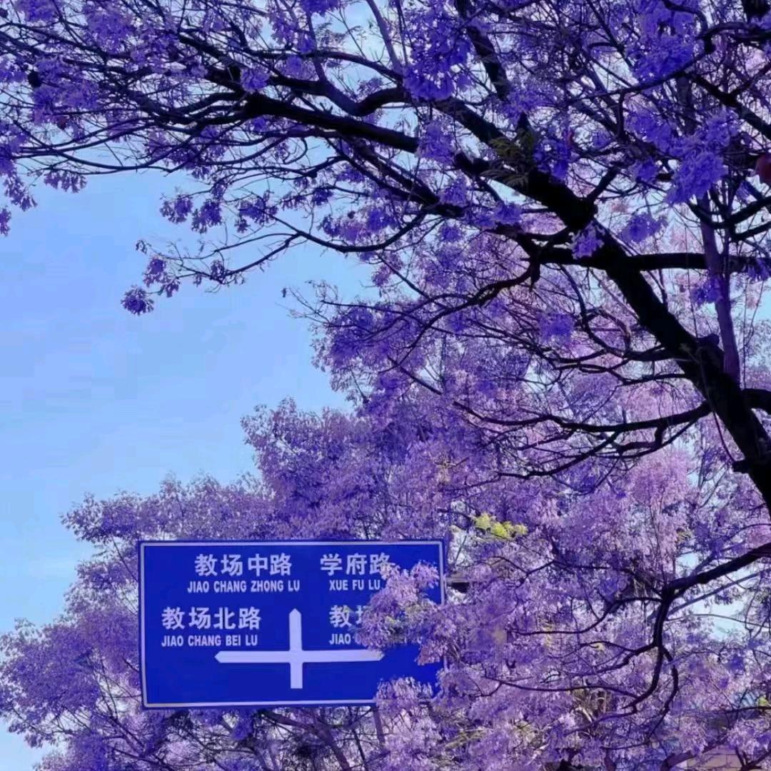 一叶知秋