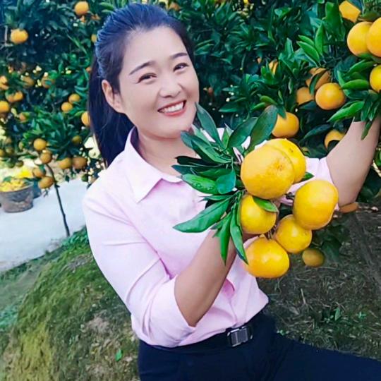 徽州小燕子