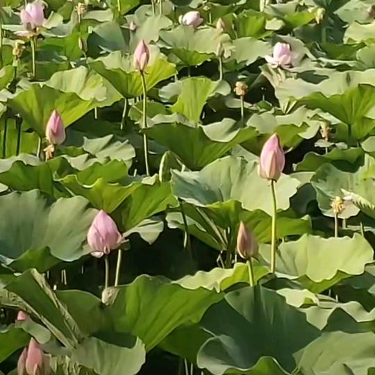 🦋ꦿ᭄໊🕊人生如梦᭄ꦿᩚ٭