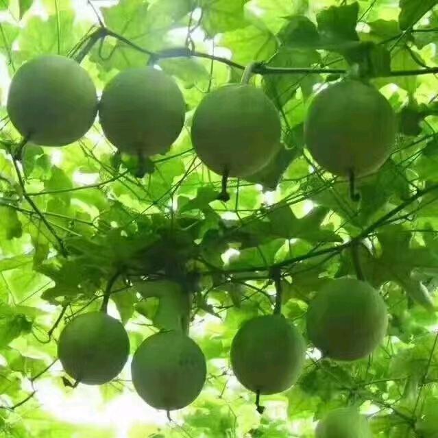 寿州宋氏瓜蒌小王子