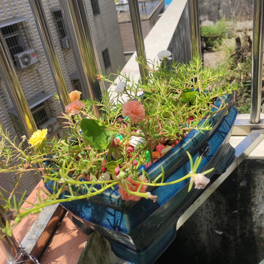 💐((🌺⥎🌺))🌹雪