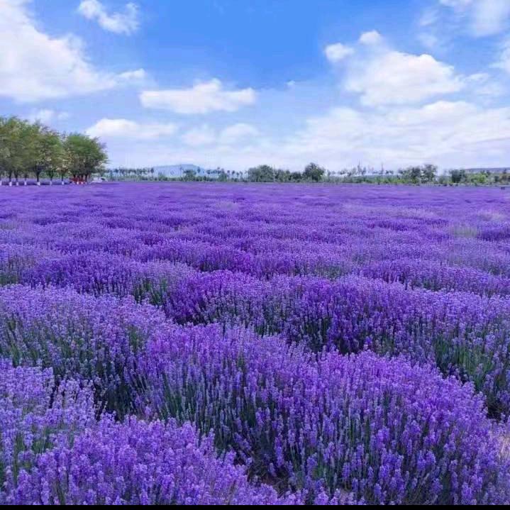 惜别的海岸🌹💕