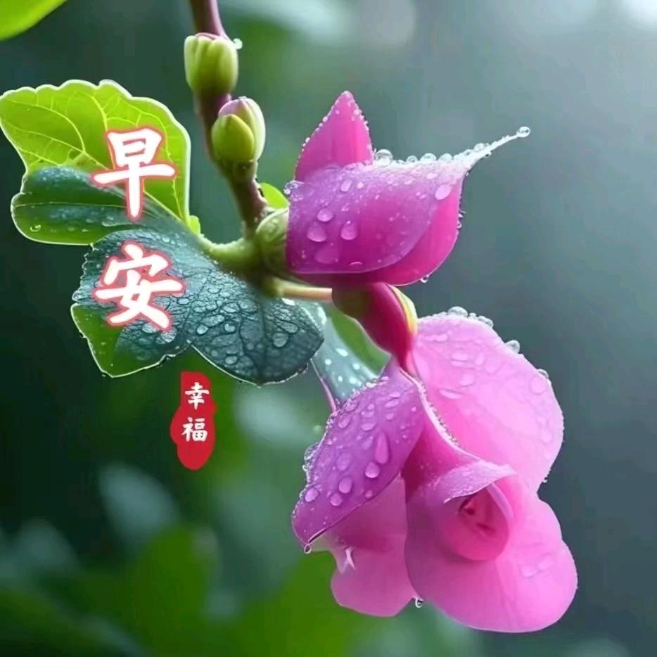 盐焗的云朵