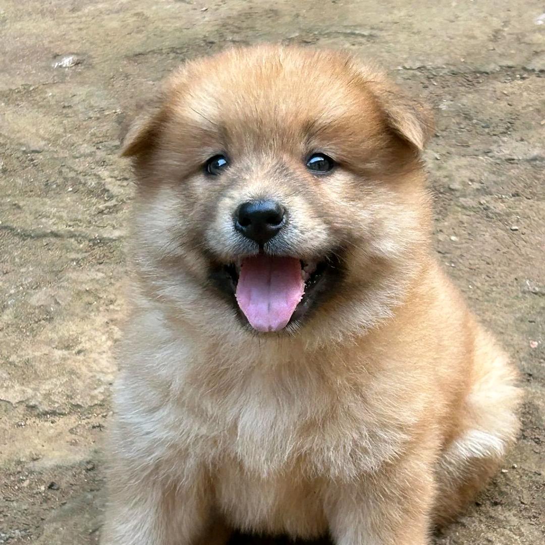 养狗场长陈诚