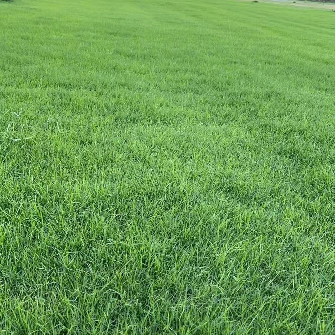 兰考县小艺种植专业合作社