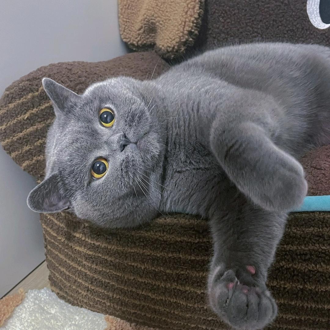 小小宠物用品店