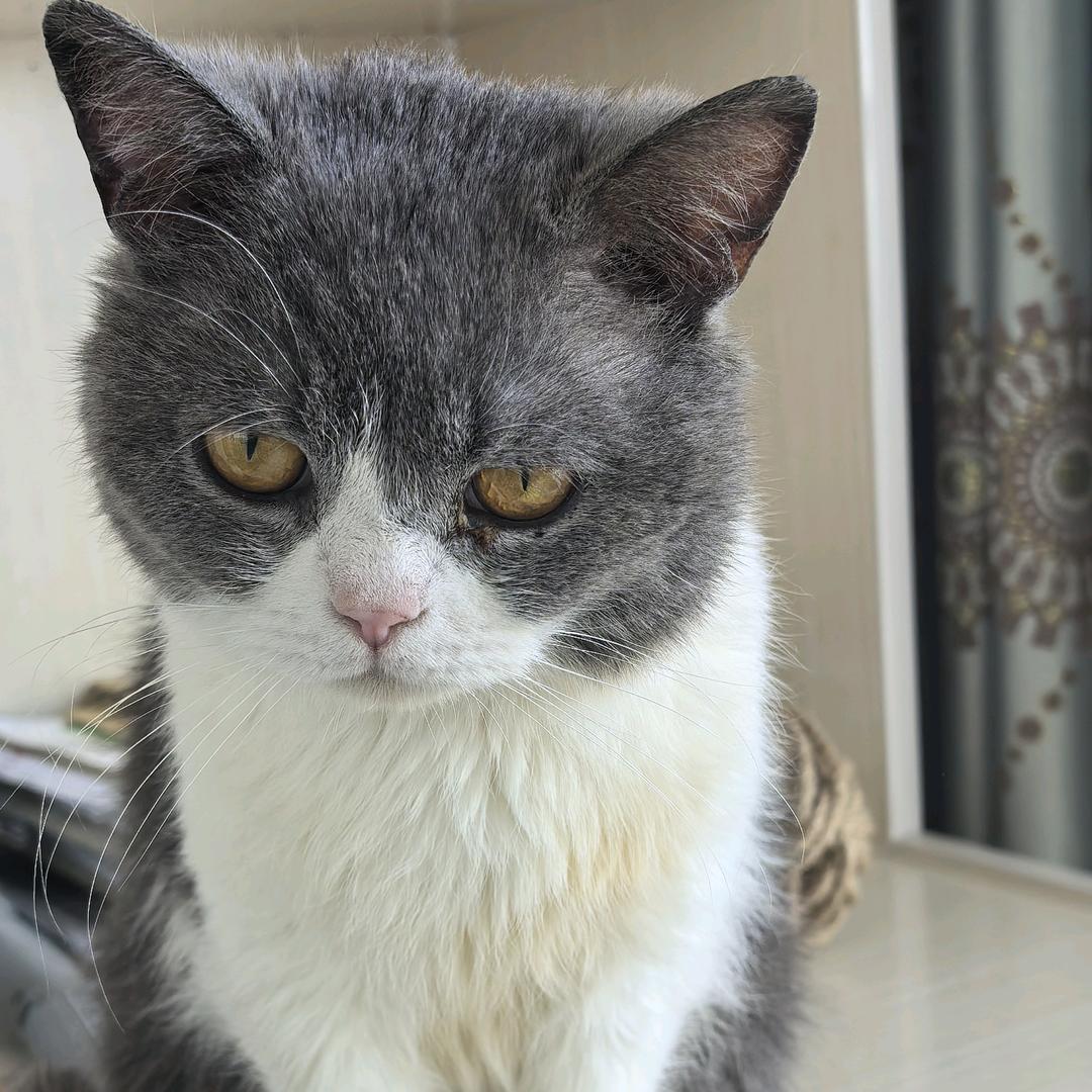 短腿猫
