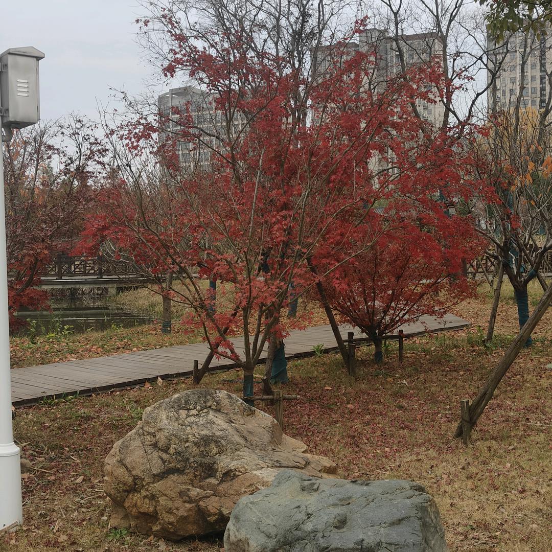 鸿燕