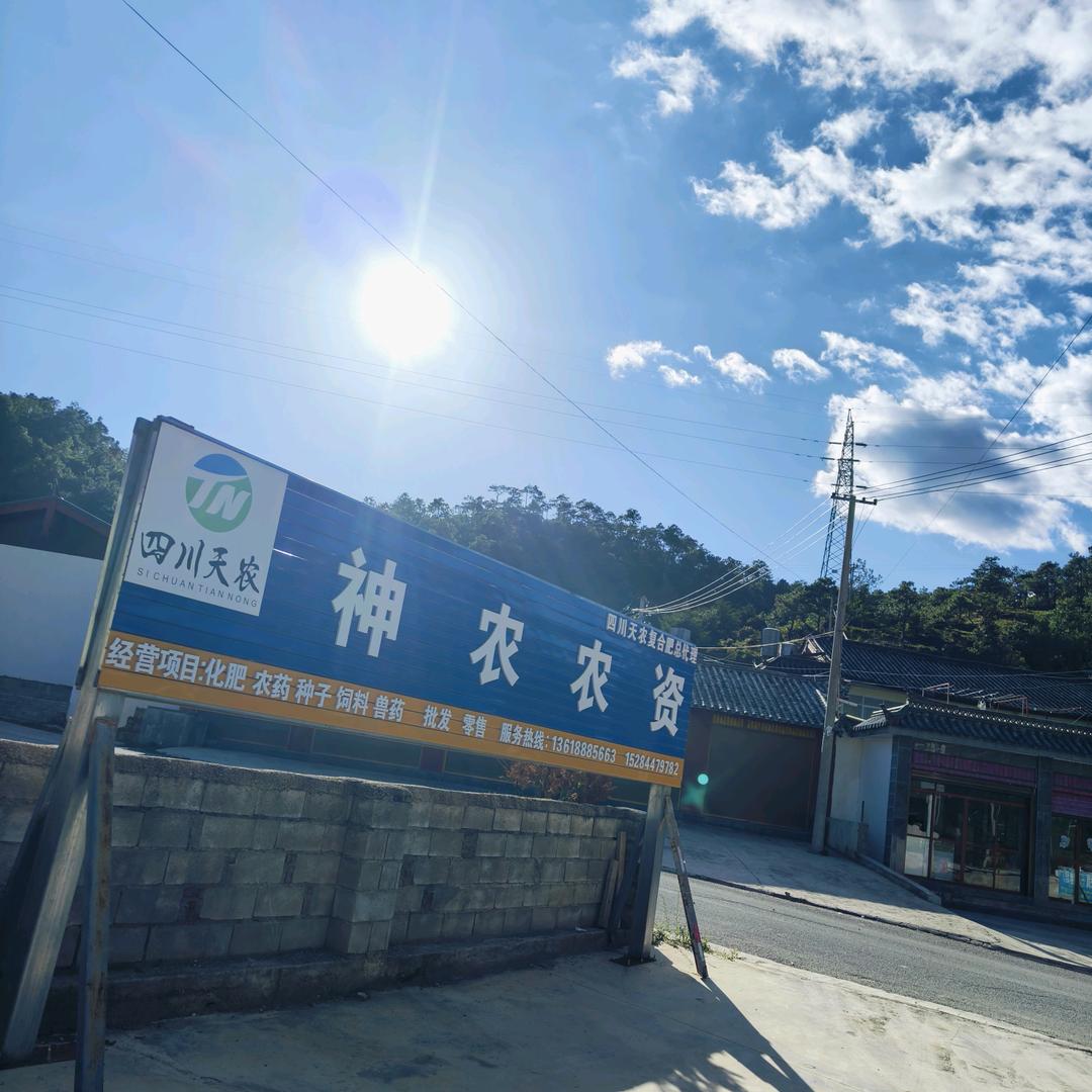 红梅傲雪