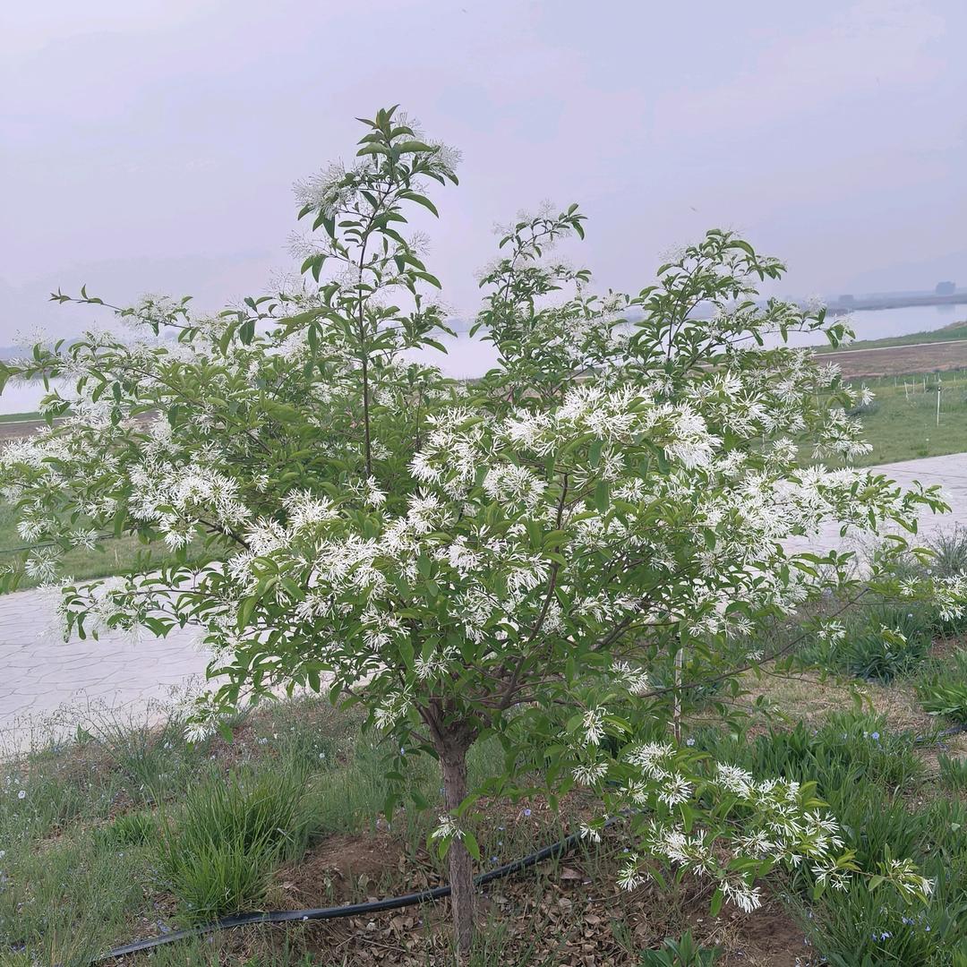明天更好