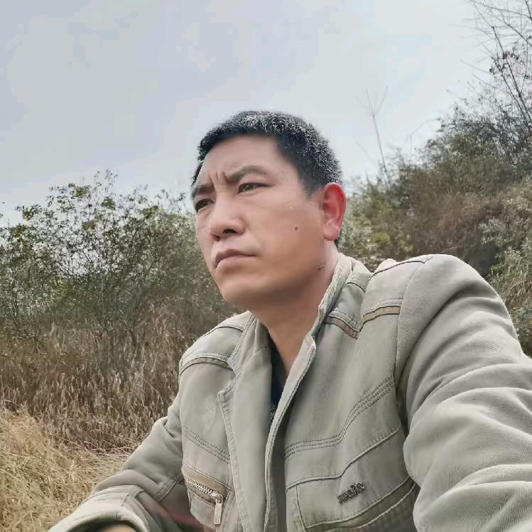 苦丁茶，罗