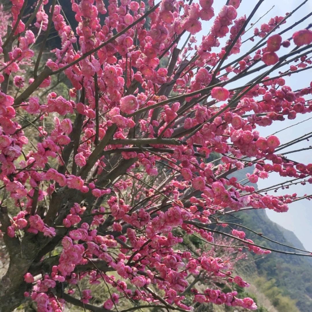 农村阿香姐。感恩遇见。